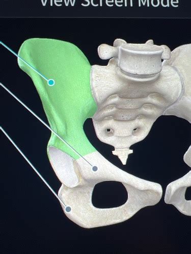 Pelvic Girdle Flashcards Quizlet