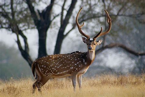 Spotted Deer