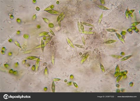 Euglena Under Microscope