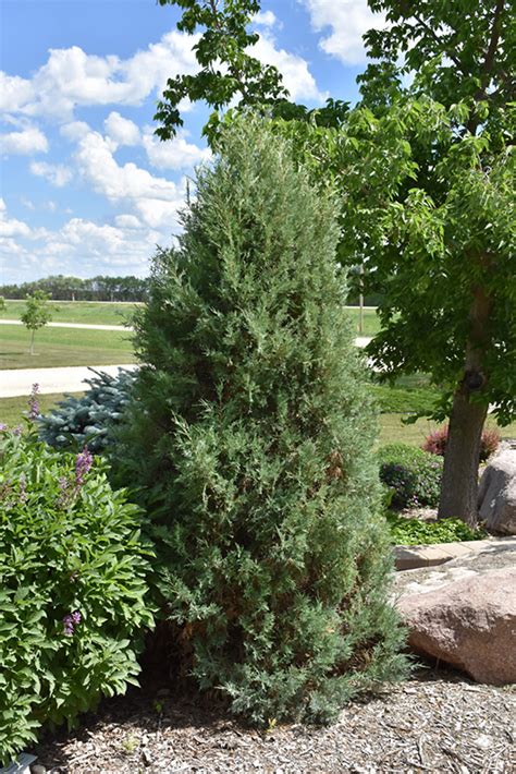 Medora Juniper Juniperus Scopulorum Medora In Milwaukee Brookfield Waukesha New Berlin