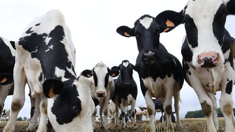 Covid De La Vache En Indre Et Loire Communes Suppl Mentaires