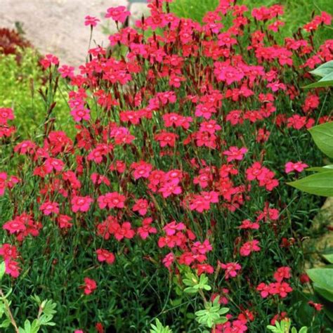 Buy DIANTHUS, Carmine Red, Dianthus deltoides, seed collection ...