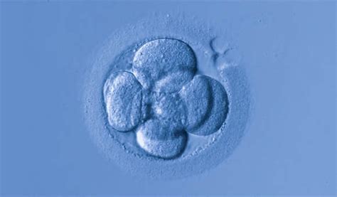 Assisted Hatching As A Routine In Ivf Laboratories