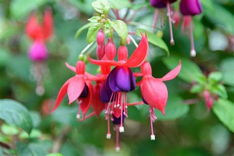 How to Harvest and Save Fuchsia Seeds | Gardener’s Path