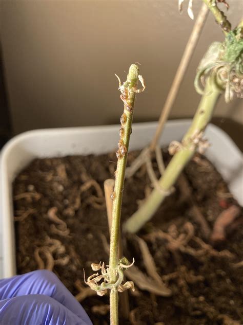 Any Idea What These Bumps Are On My Plant The Plants Have Been Inside For A Year And No Issues