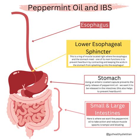 How To Use Peppermint Oil For IBS, And Does It Work? – Gut Health ...