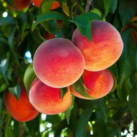 6 Easy To Grow Dwarf Peach Trees