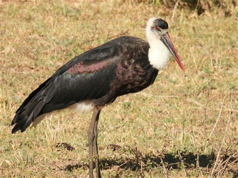 This Is One Of The Most Beautiful Storks Ive Seen Woolley Necked