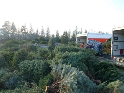 Clayton Scouts Will Perform Curbside Christmas Tree Pickup Jan 7