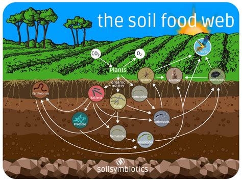 The Soil Food Web Samim