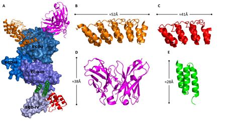 Overview Of Antibody Like Proteins Specific To Human Epidermal Growth Download Scientific