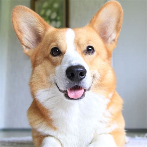 Topi The Corgi Youtube