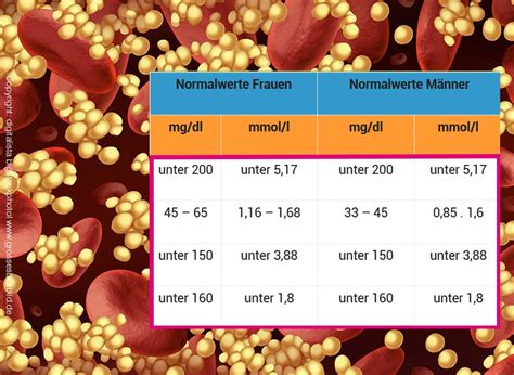 HDL Cholesterin Werte Normalwerte Niedrige Erhöhte Werte