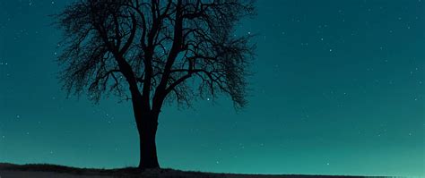 Download Wallpaper 2560x1080 Tree Field Night Starry Sky Dark Dual Wide 1080p Hd Background