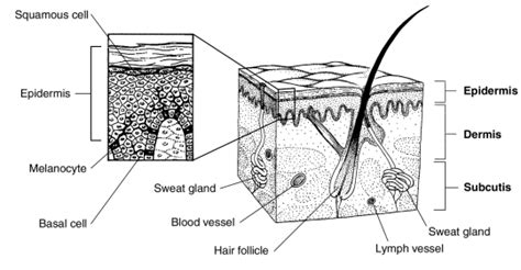 Difference Between Basal Cell And Squamous Cell Basal Cell Vs Squamous Cell