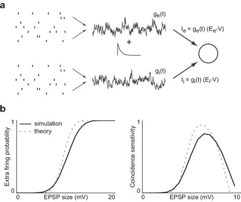 Coincidence Sensitivity With Synaptic Conductances A The Neuron Model