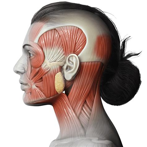 Trastornos del movimiento Clínica de Dolor Facial y Medicina Oral