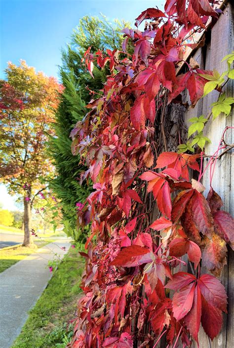 Bathurst Autumn Photo Competition Bathurst Region Tourism