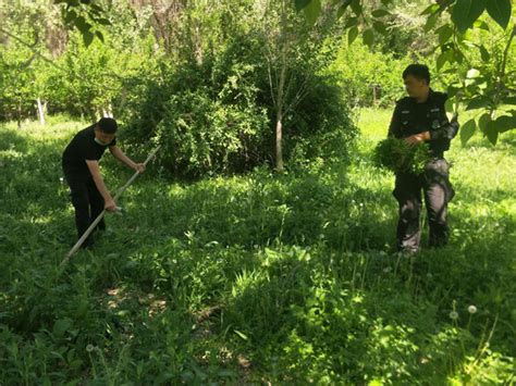 铲除野生大麻 清除潜在危害江苏禁毒网