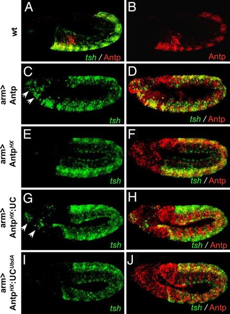 The Ubda Motif Confers Exd Dependent Activity To Antp A And B Tsh Download Scientific