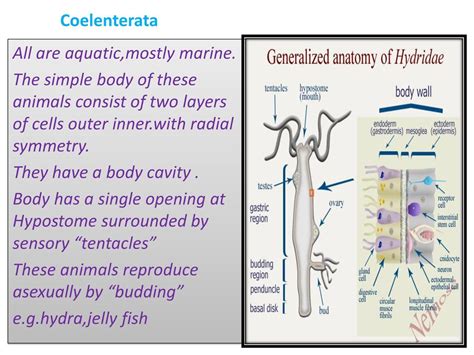 Classification of Animals - ppt download