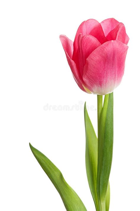 One Pink Tulip Stock Image Image Of Foliage Petal Vertical 47046373