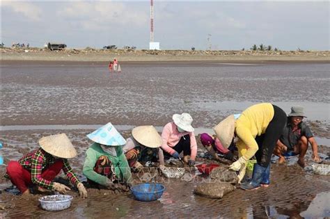 Ben Tres Clam Farming Receives MSC Sustainability Certification The