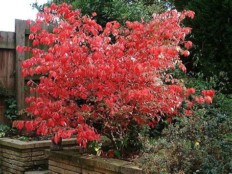 Burning Bush Euonymus Alatus Compacta Landscape Alaska