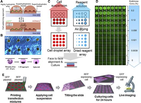 Superhydrophilic Superhydrophobic Patterned Surface For Preparing Cell