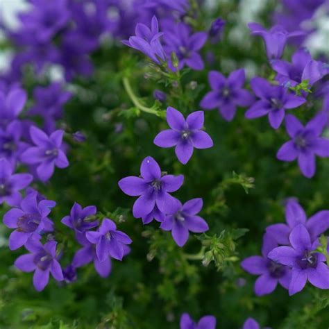 CAMPANULA PORTENSCHLAGIANA Dzwonek dalmatyński - Hortorus