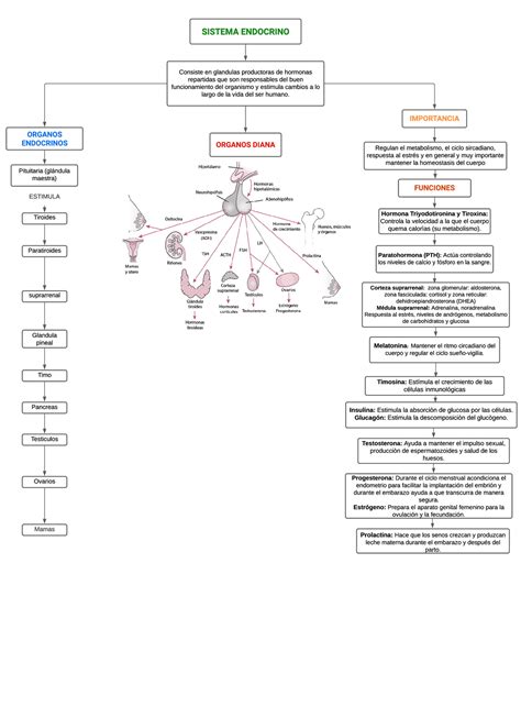 Practica 1 Sistema Endocrino Y Reproductivo Esquemas Y Mapas