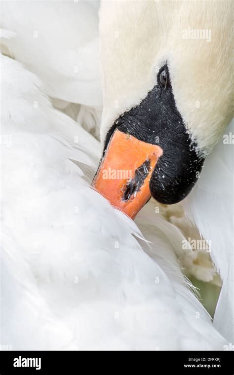 Swan Preening Hi Res Stock Photography And Images Alamy