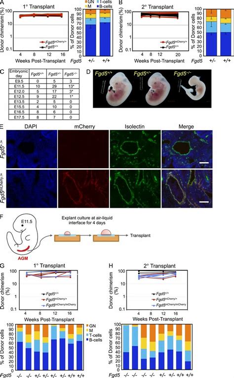 Fgd Is Required For Embryonic Development But Is Dispensable For