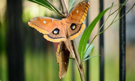 "Polyphemus Moth" Images – Browse 225 Stock Photos, Vectors, and Video ...