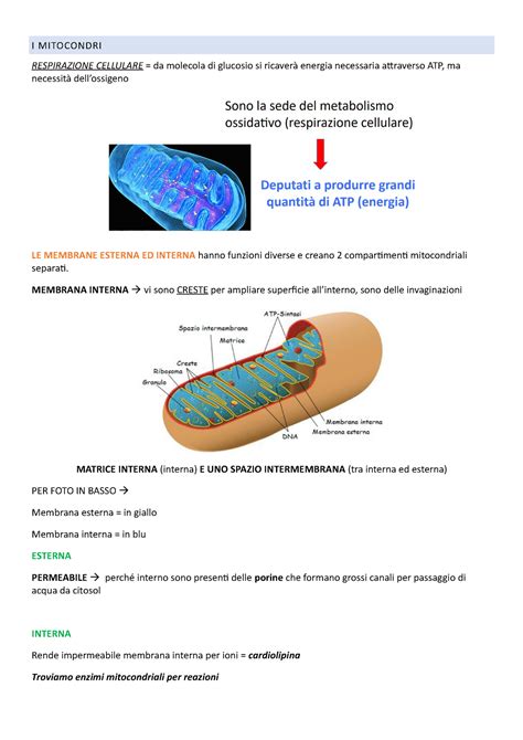 Biologia Secondo Parziale I Mitocondri Respirazione Cellulare Da