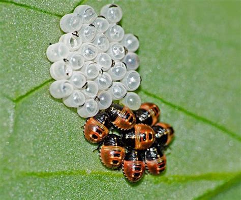 10 Fascinating Facts About Ladybugs | Ladybug larvae, Fun facts, Ladybug