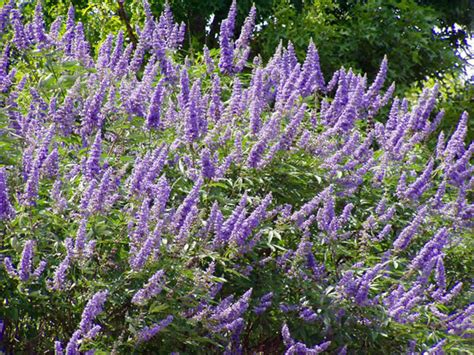 PLANTanswers: Plant Answers > Texas Lilac Vitex * The Next Mega ...