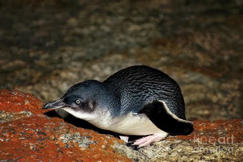 Fairy penguin Photograph by Melody Watson - Fine Art America