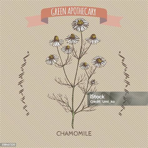 Warna Matricaria Chamomilla Alias Sketsa Chamomile Ilustrasi Stok