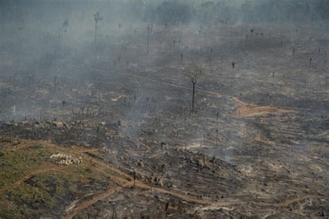 Desmatamento No Brasil Cresce 20 Vegazeta