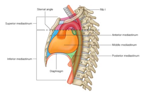 Pathophys Cardio A P Flashcards Quizlet