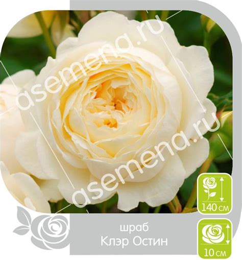 Клэр Остин - БелУрожай