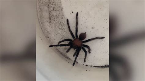 Arkansas Tarantulas Spotted More Often This Season