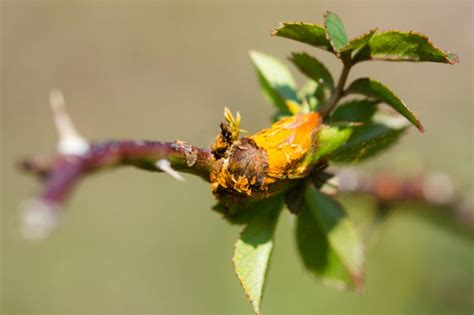 Rosen Gelbe Bl Tter Ursachen L Sungen