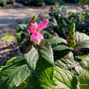 Chelone Lyonii Hot Lips 1 Hot Lips Pink Turtlehead Scioto