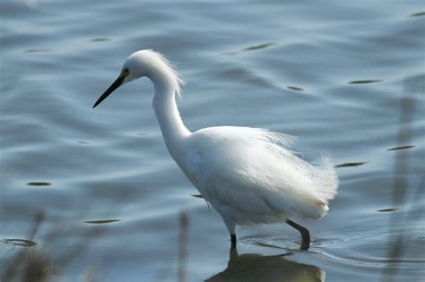 Tails of Birding: Snowy Egret - Plumes in the Breeze