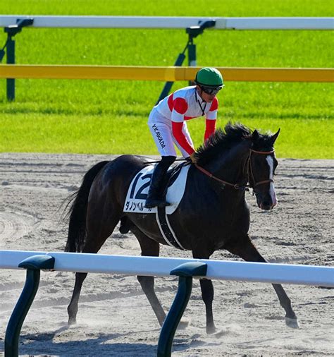 【日本ダービー】ダノンベルーガ4着 直線伸び欠いた 平地g1で1番人気11連敗 スポニチ競馬web