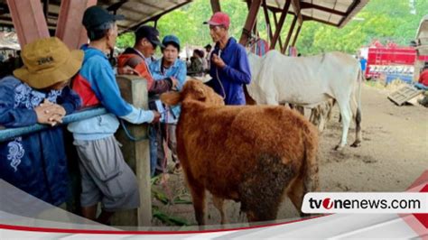 Jelang Idul Adha Harga Hewan Kurban Di Situbondo Naik Persen