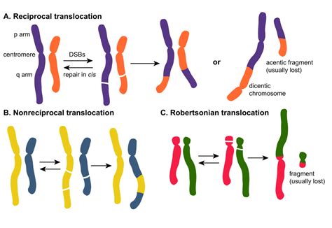 Types Of Chromosomal Translocations The Illegitimate Repair Of The Two