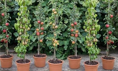 Planning Your Homestead Orchard Benefits Of Dwarf Trees The Prepper Journal